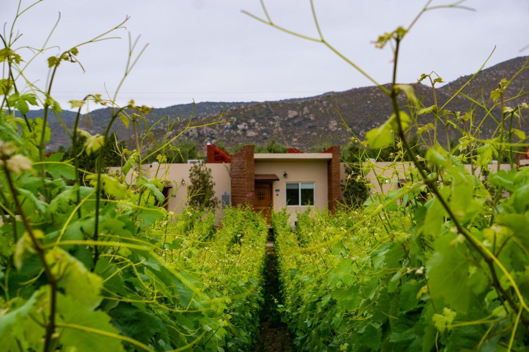 Ojo Azul Resort Valle de Guadalupe Eksteriør bilde