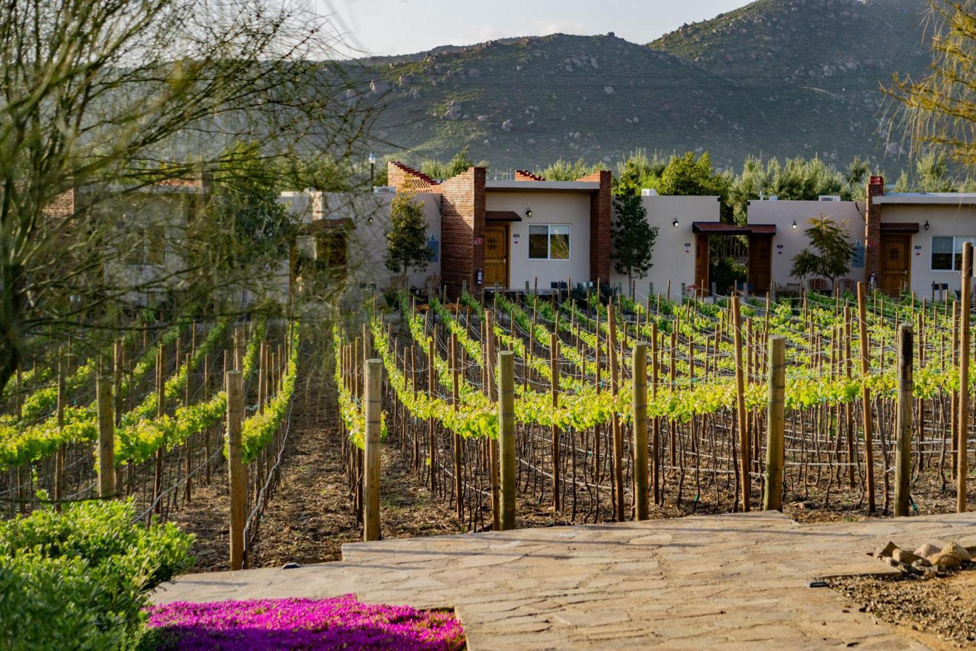 Ojo Azul Resort Valle de Guadalupe Eksteriør bilde